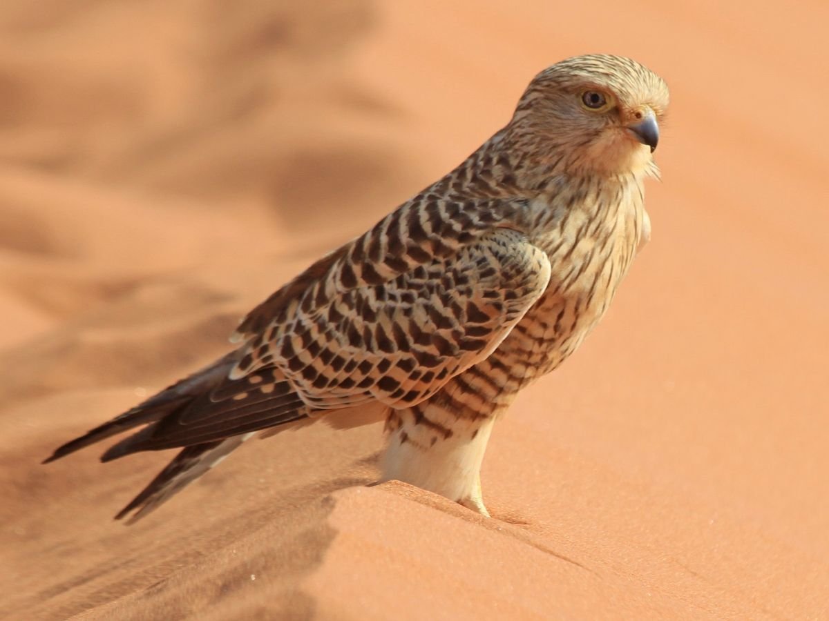 Greater Kestrel